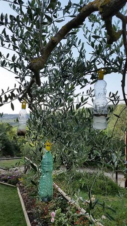 piante antizanzare_isitrap